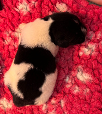 Les chiots de Terre-neuve