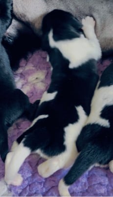 Les chiots de Terre-neuve