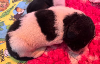 Les chiots de Terre-neuve