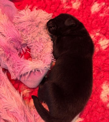 Les chiots de Terre-neuve