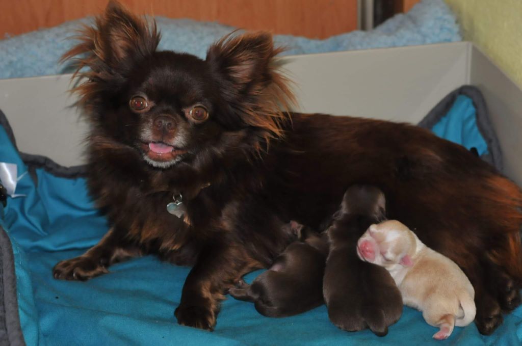 Publication : Des Anges De Luna