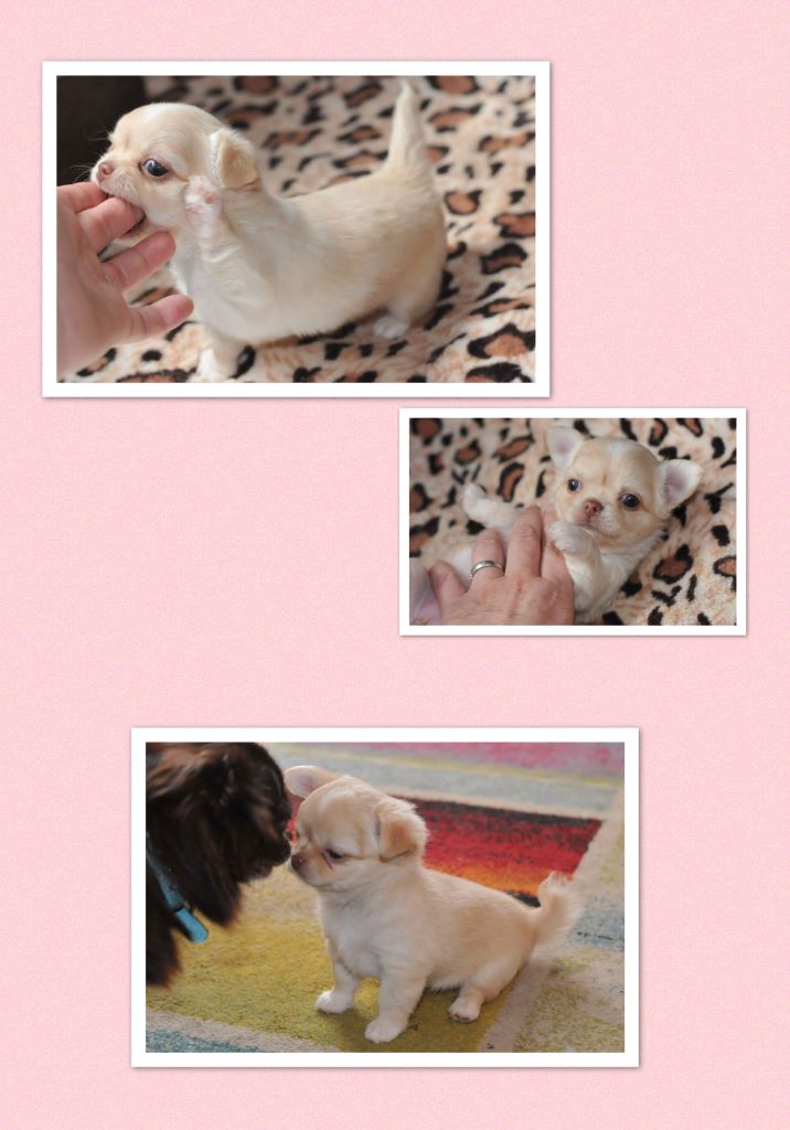 Publication : Des Anges De Luna