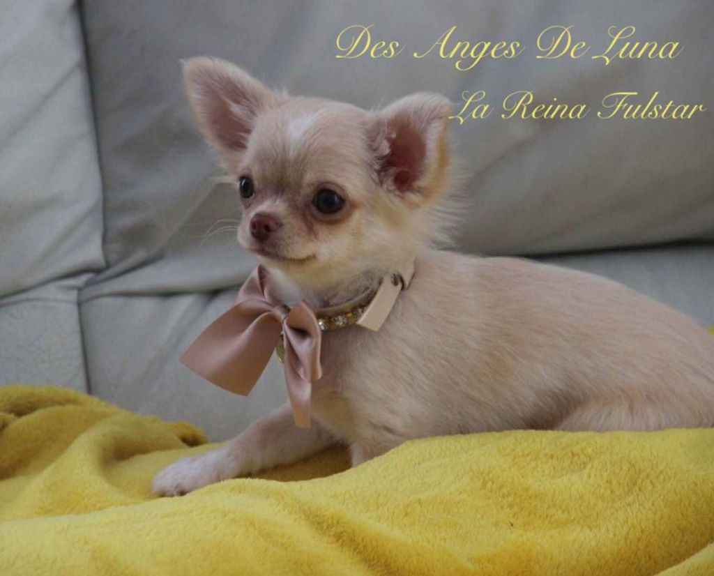 Publication : Des Anges De Luna