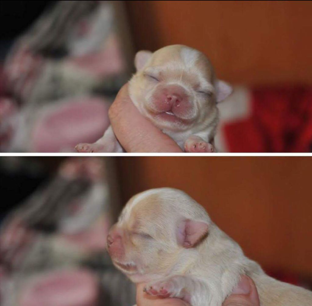 Publication : Des Anges De Luna