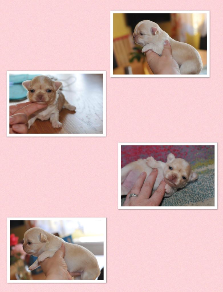 Publication : Des Anges De Luna