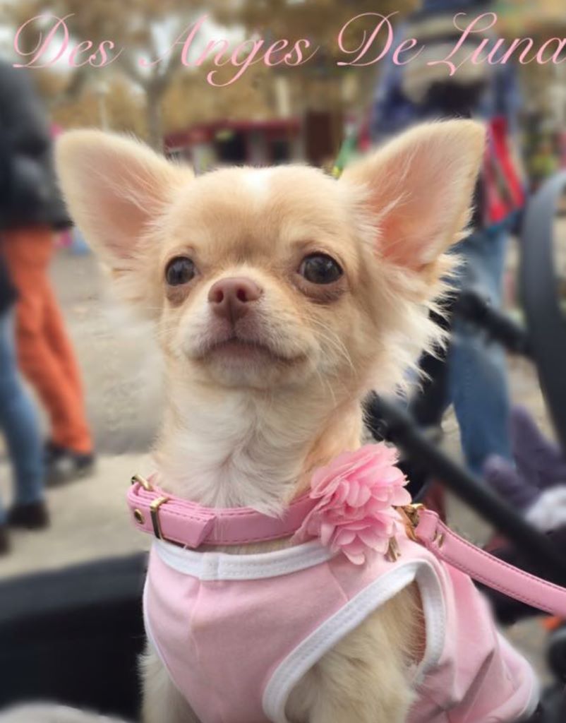 Publication : Des Anges De Luna