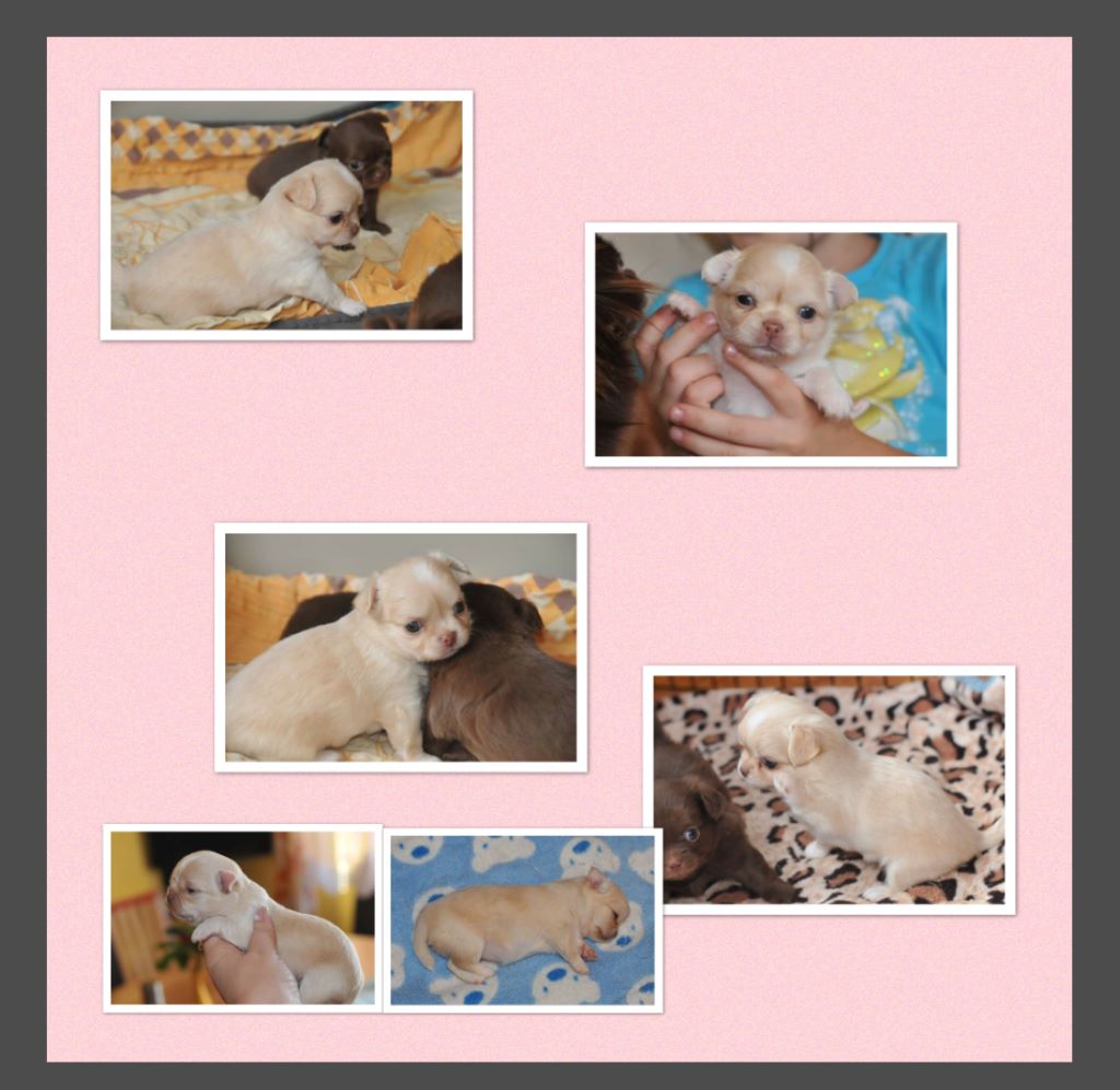 Publication : Des Anges De Luna