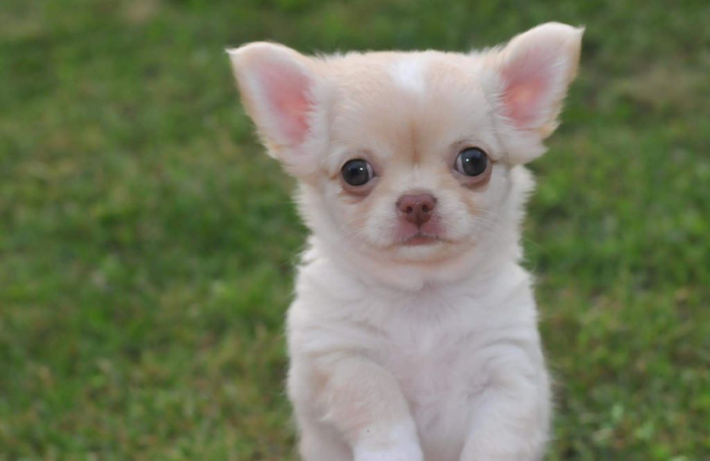 Publication : Des Anges De Luna