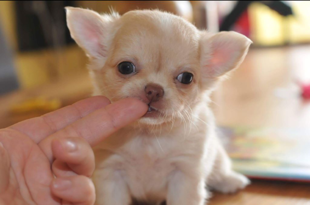 Publication : Des Anges De Luna