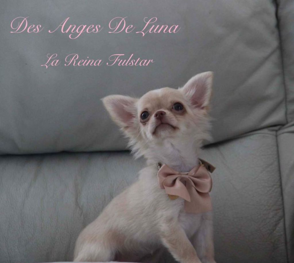 Publication : Des Anges De Luna