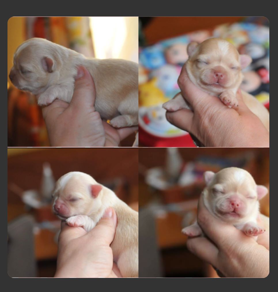 Publication : Des Anges De Luna