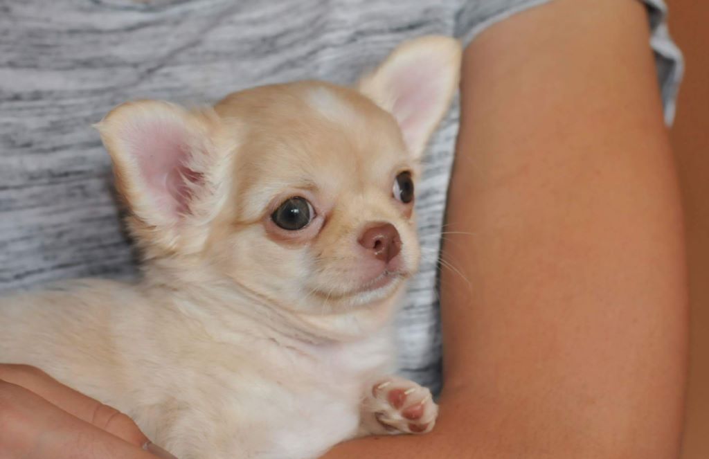 Publication : Des Anges De Luna