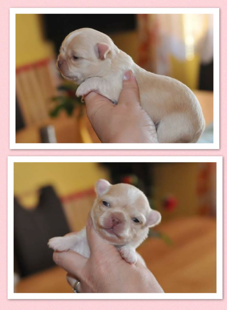 Publication : Des Anges De Luna