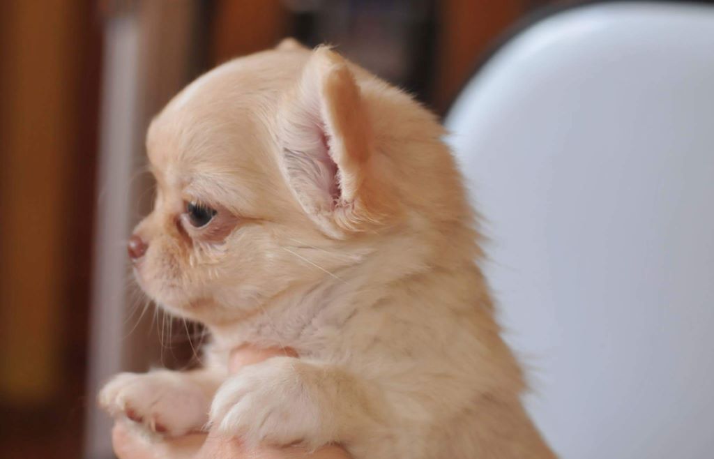 Publication : Des Anges De Luna