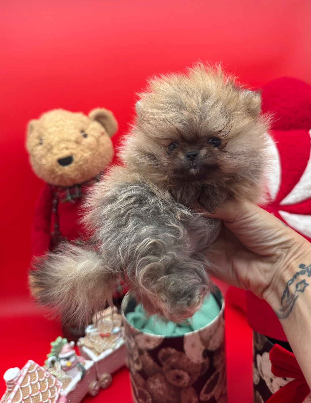 Spitz allemand - Des Anges De Luna