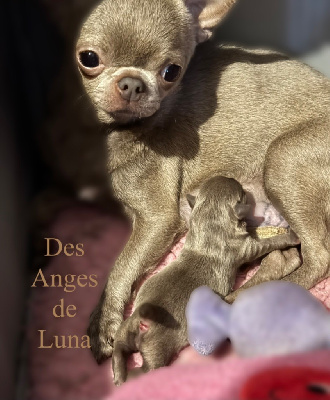 Chihuahua - Des Anges De Luna