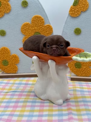 Les chiots de Chihuahua