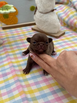 Les chiots de Chihuahua