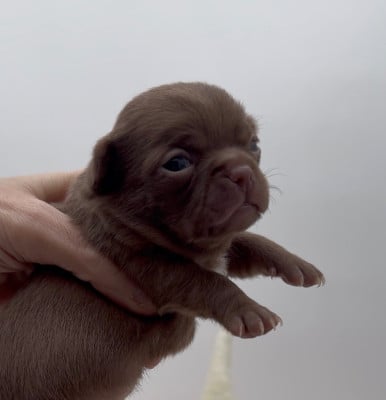 Les chiots de Chihuahua
