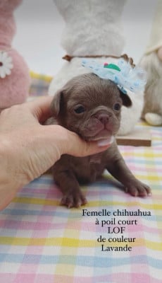 Les chiots de Chihuahua