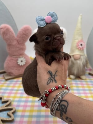 Les chiots de Chihuahua