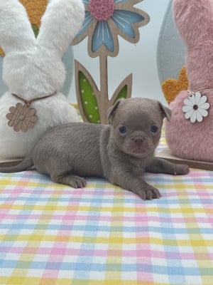 Les chiots de Chihuahua