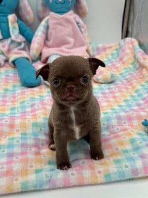 Les chiots de Chihuahua