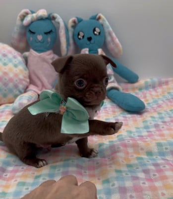 Les chiots de Chihuahua