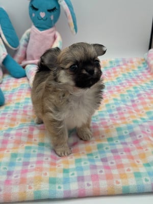 Les chiots de Chihuahua
