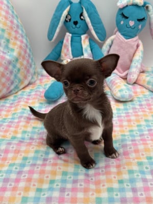 Les chiots de Chihuahua