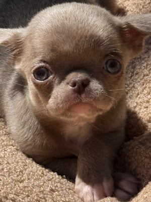 Les chiots de Chihuahua