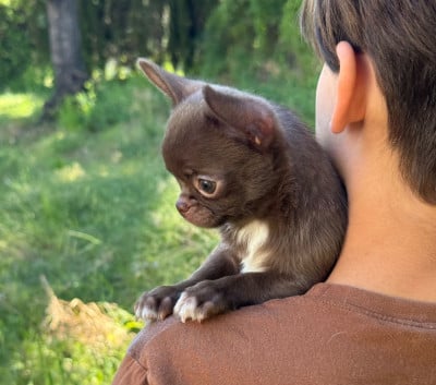 Les chiots de Chihuahua