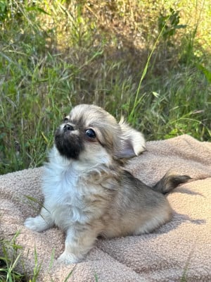 Les chiots de Chihuahua