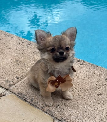 Les chiots de Chihuahua