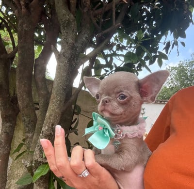 Les chiots de Chihuahua