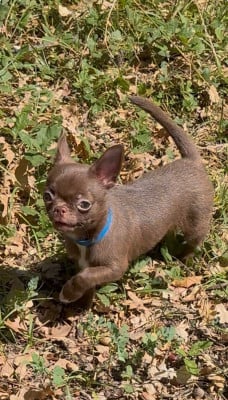 Les chiots de Chihuahua