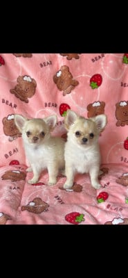 Les chiots de Chihuahua