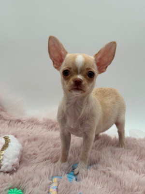 Les chiots de Chihuahua