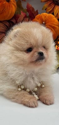 Les chiots de Spitz allemand