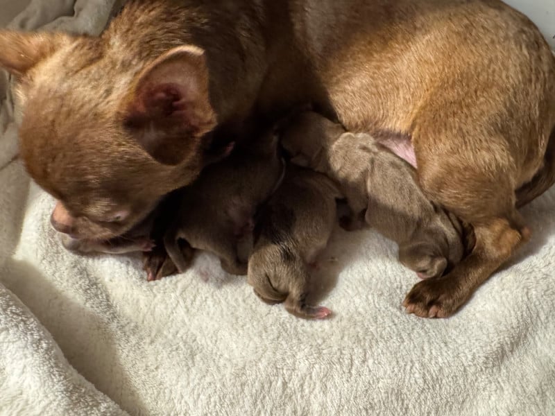 Chihuahua - Des Anges De Luna