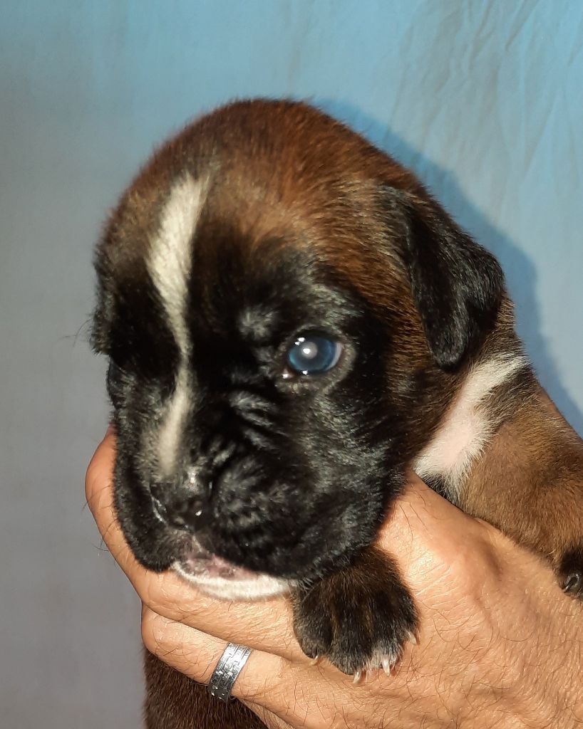 Chiot Boxer, mâle disponible en Bretagne, 35 Ille et