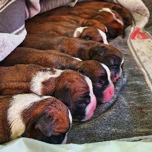 Boxer - Des Ducs De Suscinio
