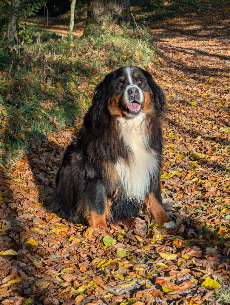 Odyssee des Treilles de Salvert