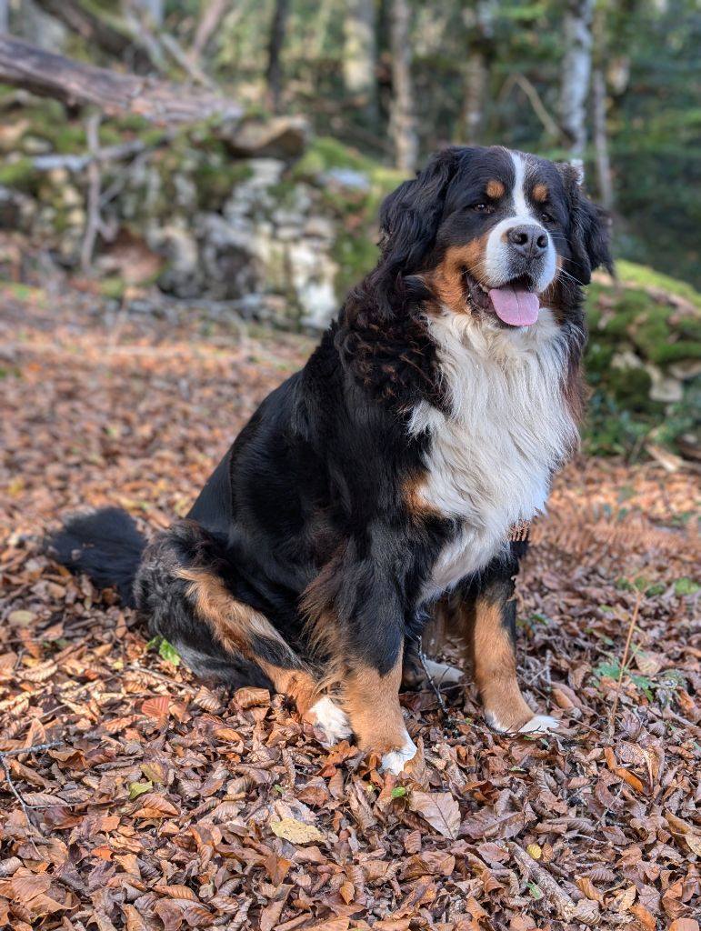 Sunday Des Routes De Saint Jacques