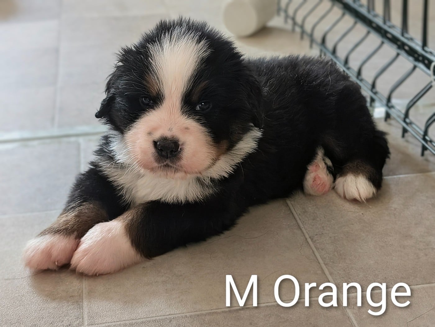 ORANGE "Safran"