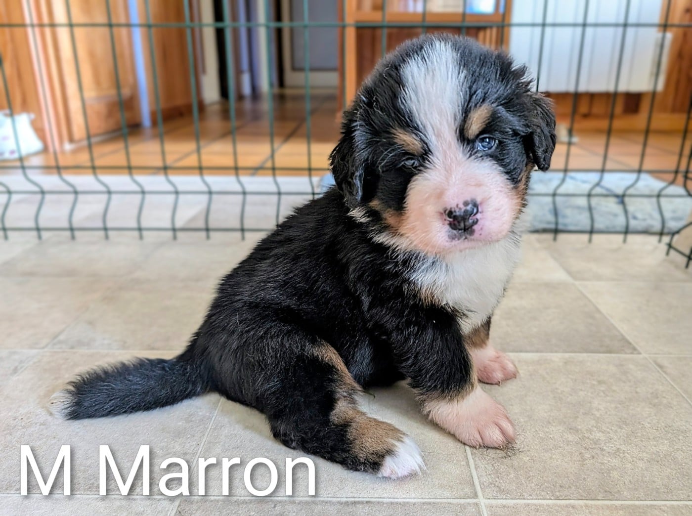 MARRON "Moka"