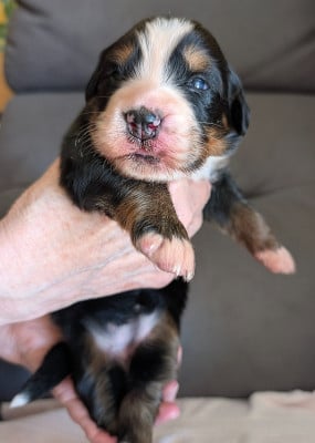 Les chiots de Bouvier Bernois