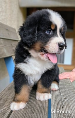 Les chiots de Bouvier Bernois