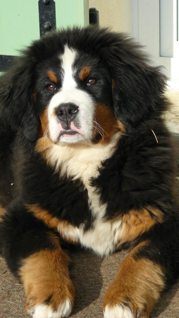 Accueil Bouviers Bernois Des Routes De Saint Jacques eleveur de