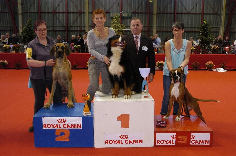 Hohe du Haras de la Vergne - JEUNE 1er EXC. - BPIS (meilleur Groupe 2 - Meilleur Jeune de l'exposition)